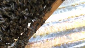 Реакция пчёл на отсутствие матки