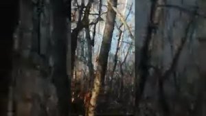 Охота на кабана с лайками. Лайки Суппеса А. Г.