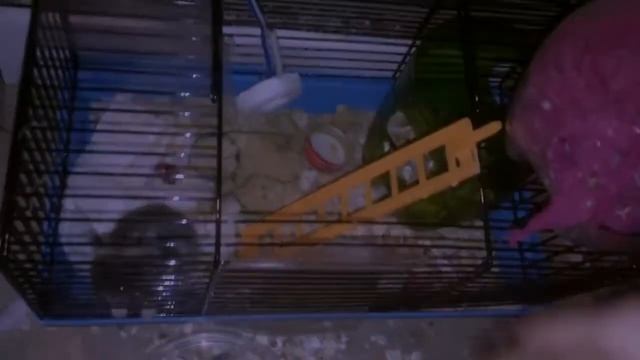 драки за дом и шалости хомяков и кошки смотреть онлайн