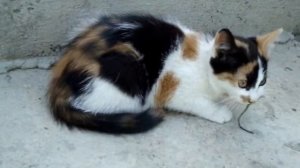 Кошка съела мышку. The cat ate a mouse.