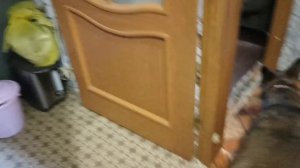 Чем я лечу вертячку у голубей