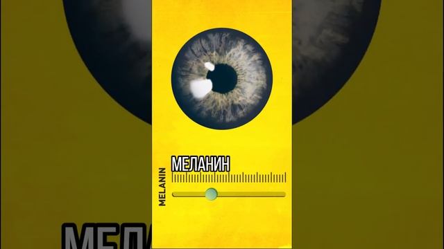 Глаза хамелеоны смотреть онлайн