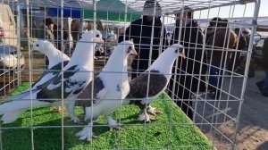 Голуби цены Птичий рынок г Пятигорск-ч1