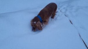 С СОБАКОЙ НА ПОЕЗДЕ! путешествие с собакой | Английский кокер спаниель | Ростов-на-Дону - Обнинское