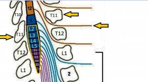 КОНСКИЙ ХВОСТ_ Cauda equina