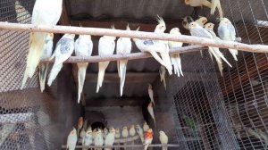 Попугаи кареллы, певчие и  молодежь в вольере.