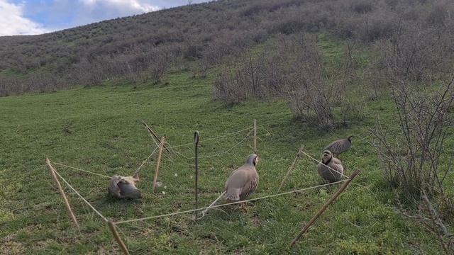 Шикори Кабк Keklik sesi شکار کبک ککلیک سسی Avcılık Kabk 2024 смотреть онлайн