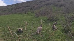 Шикори Кабк Keklik sesi   شکار کبک ککلیک سسی Avcılık Kabk 2024