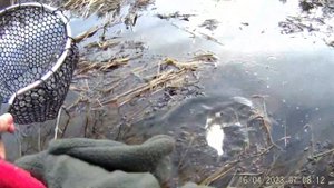 16 апреля 2023. Ловля с боковым кивком на реке! Безмотылка.