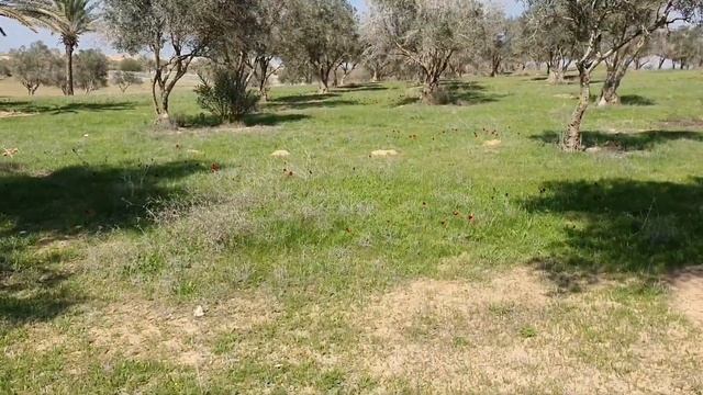 В Израиле цветет пустыня. Анемоны прелести Израильской природы. Путешествия по Израилю