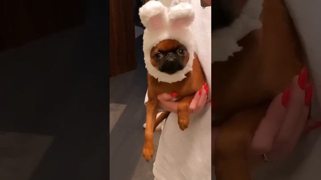 Чудик vs Головные уборы)#птибрабансон #гриффон #смешныесобаки смотреть онлайн