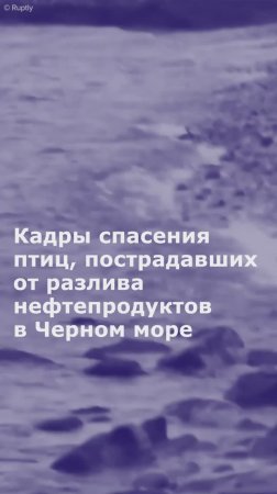 Кадры спасения птиц, пострадавших от разлива нефтепродуктов в Черном море