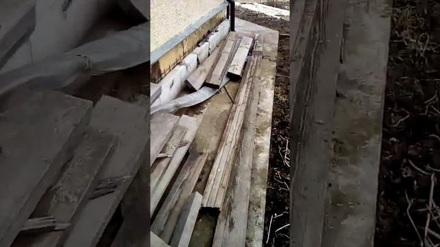 2 бешеные собаки