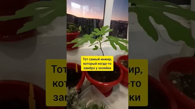 Огород дома #домнаюге #огород #огороднаокне #инжир #розмарин #дача #строимдом #деревенскаяжизнь