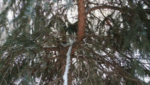 Разбор ошибок при выращивании хвойных деревьев.