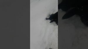 Восточно сибирские лайки 6 месяцев, знакомство с лисой