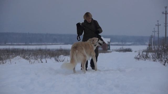 Рамзай - собака-легенда смотреть онлайн
