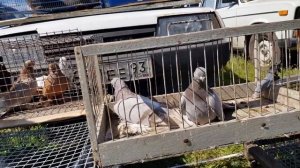 21.04.19. Выставка голубей г.Курганинск ч5.  Exhibition of pigeons Kurganinsk P5.