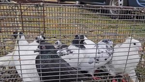 Голуби цены Птичий рынок г Пятигорск-ч2