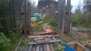 Медведь на пасеке