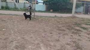 Собака бегает