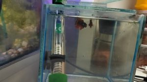 Питушки танцуют