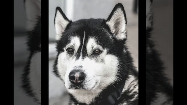 Созерцая (Спокойные собаки) смотреть онлайн