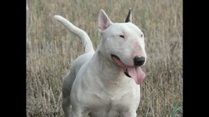 это топ 5 опасных пород собак