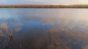 Переезд на Кубань. Сажаем елочки. Река Ея. Юг