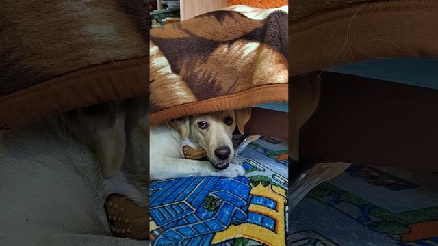 Ну очень вкусная пластиковая кость! смотреть онлайн