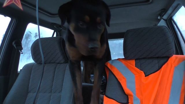 Оставили ОДНУ в машине. Ротвейлер смотреть онлайн