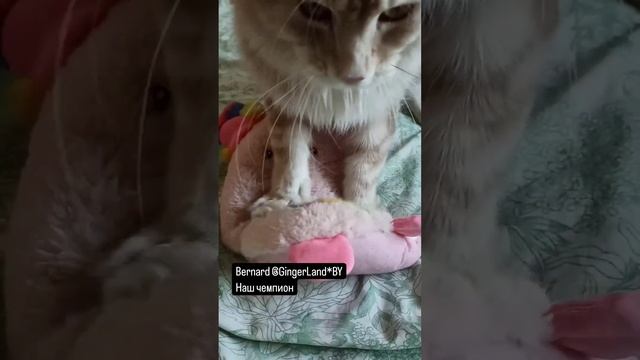 Bernard #gingerlandby #bigcat #mainecoon #beautifulcat #kittens #мейнкун #gato  #meow