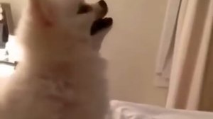 Как собаки чихают