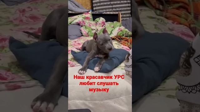 Собака слушает музыку , Это наш УРС смотреть онлайн