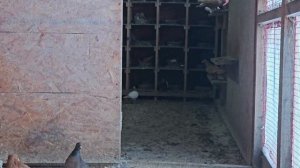 Голуби мороз и чужак