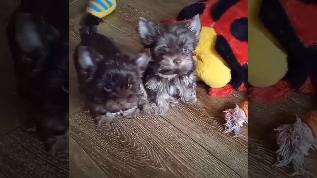Цветные йорки купить щенка шоколадного