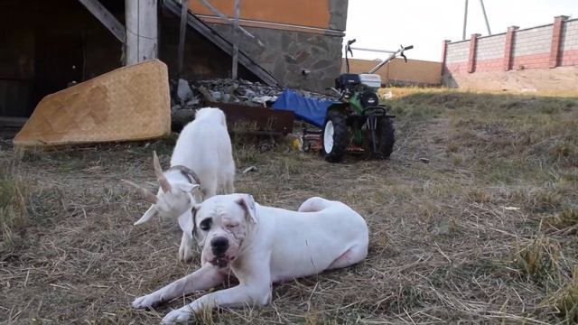 Американский бульдог и козел смотреть онлайн