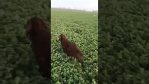 Натаска легавой по перепелу. Ирландский красный сеттер