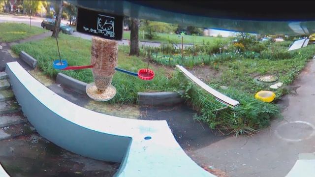 Под окном 2023 авг 01 - сент 02 Кошаки и Собаки