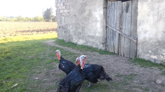 Индюки смотреть онлайн