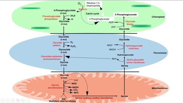 11 # Photorespiration смотреть онлайн