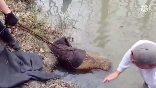 В воде кто-то барахтался! Мужчина заметил раненого пса, который застрял в тине ручья смотреть онлайн