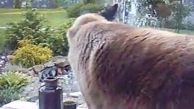 Пригостиничный кот Марсик пьет Rigas Balzams смотреть онлайн