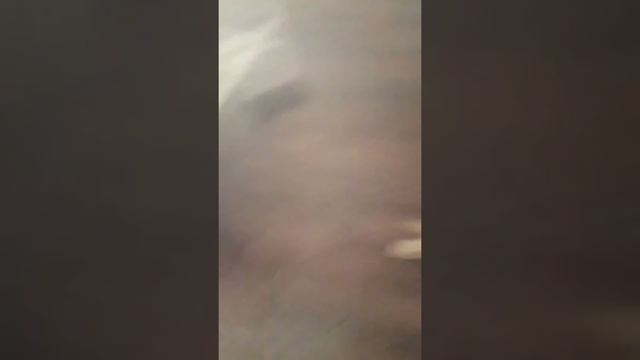 Несколько фактов о моей собаки КОНЫ смотреть онлайн