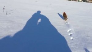 Лиса убегает  от зимы