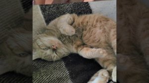 Грустная песня про Кота