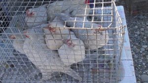 08.11.20. Птичий рынок г. Пятигорск- ч4.08.11.20. Poultry market of Pyatigorsk - h4.