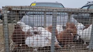 Голуби цены Птичий рынок г Пятигорск-ч3