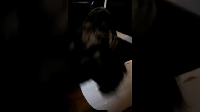 Кто съел сосиску?