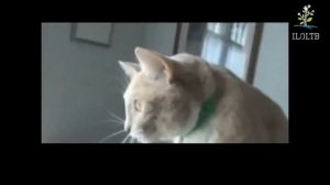 Какие звуки издают кошки при испуге